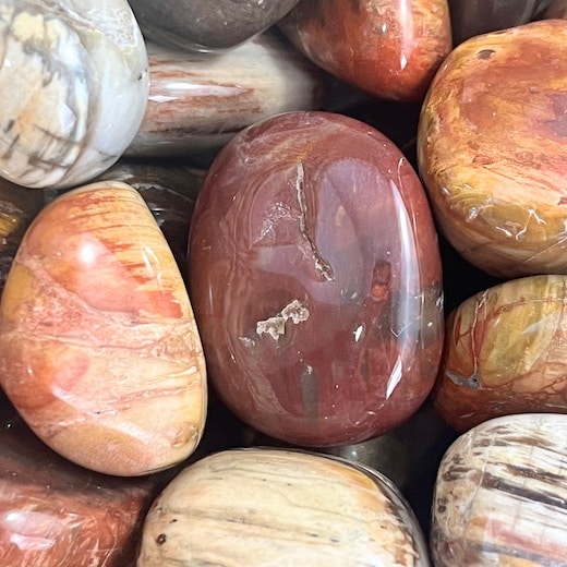 Buy Petrified Wood Tumbles Global Contact Bookstore