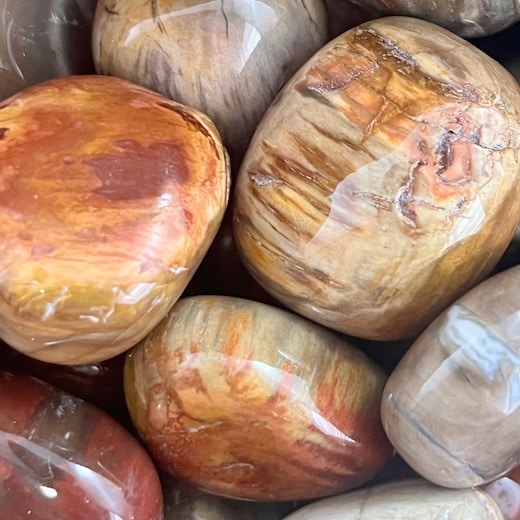 Buy Petrified Wood Tumbles Global Contact Bookstore
